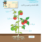 حل درس أجزاء النبات – علوم صف أول فصل أول – 2026