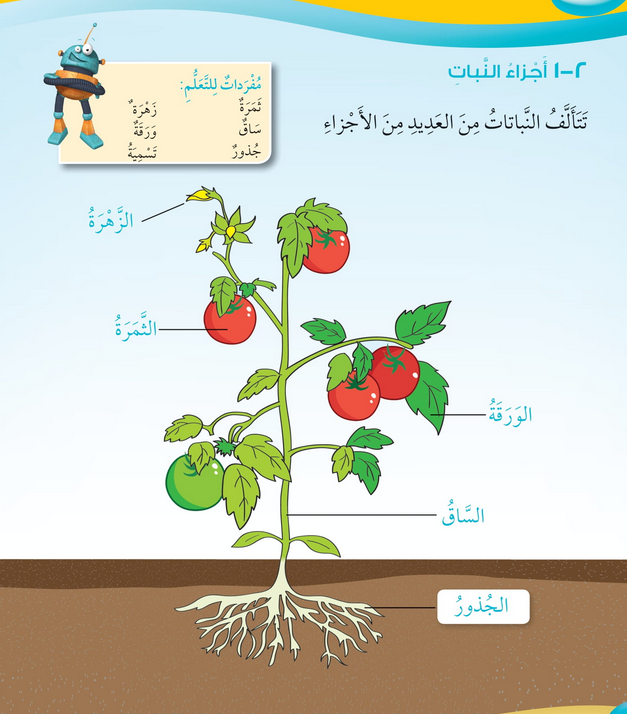 حل درس أجزاء النبات – علوم صف أول فصل أول – 2026