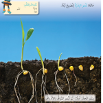 حل درس زراعة البذور – علوم صف أول فصل أول – 2026