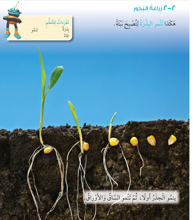 حل درس زراعة البذور – علوم صف أول فصل أول – 2026