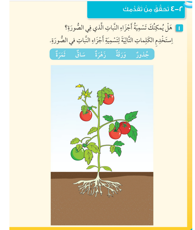 حل أسئلة تحقق من تقدمك (الوحدة الثانية النباتات) – علوم صف أول فصل أول