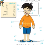 حل درس أجسامنا – علوم صف أول فصل أول – 2026