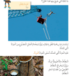 حل درس المرونة الرائعة – علوم صف ثاني فصل أول كتاب الطالب – 2026