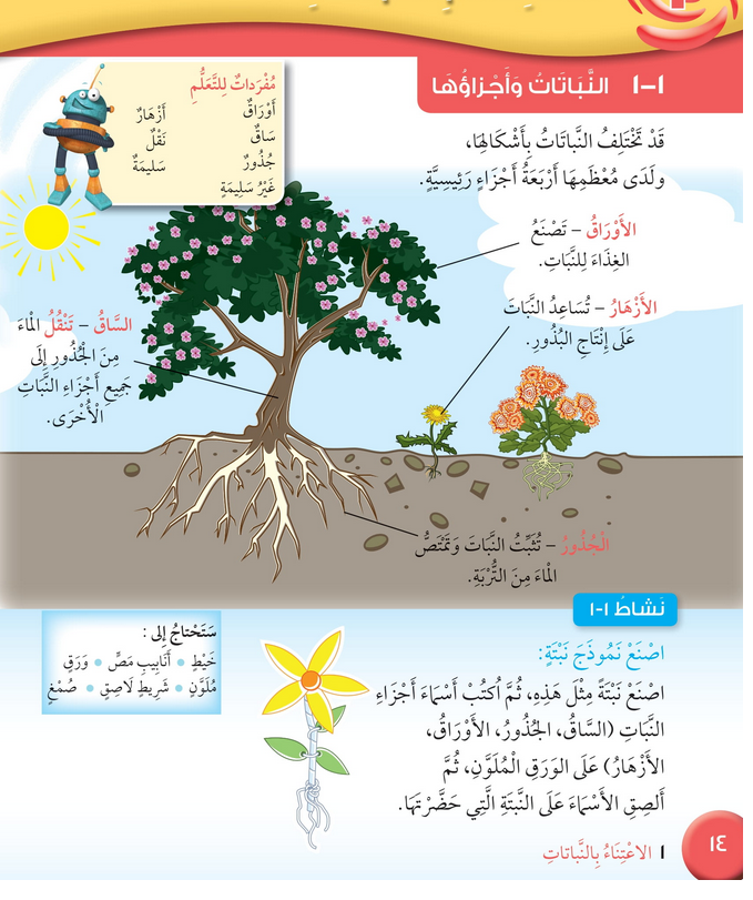 حل درس النباتات وأجزاؤها – علوم صف ثالث فصل أول (كتاب الطالب)