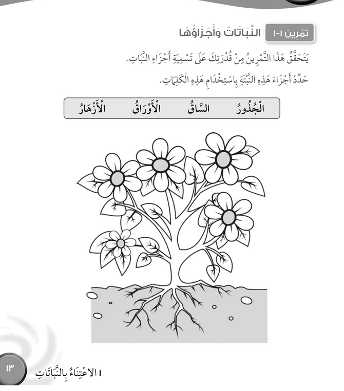 حل تمرين 1-1 النباتات وأجزاؤها – علوم صف ثالث فصل أول (كتاب النشاط)