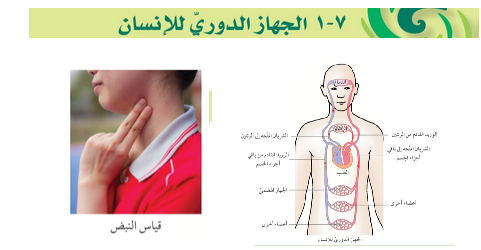 حل أسئلة دروس الوحدة (7) الجهاز الدوري وتبادل الغازات – علوم صف ثامن فصل ثاني