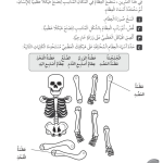 حل تمرين 1-2 الهيكل العظمي للإنسان – علوم رابع فصل أول – كتاب النشاط – 2026