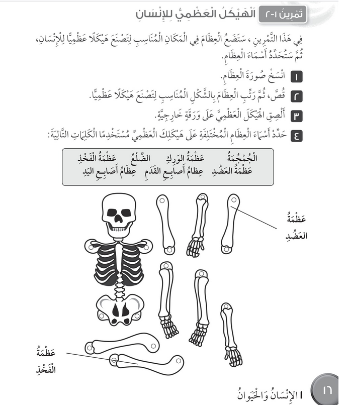 حل تمرين 1-2 الهيكل العظمي للإنسان – علوم رابع فصل أول – كتاب النشاط – 2026