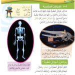 حل درس الهياكل العظمية – علوم صف رابع فصل أول – كتاب الطالب – 2026