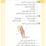 حل درس تحقق من تقدمك الوحدة (1) الإنسان والحيوان – علوم رابع فصل أول – كتاب الطالب
