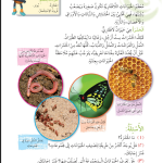 حل درس تمييز الحيوانات اللافقارية – علوم صف رابع فصل أول – كتاب الطالب – 2026