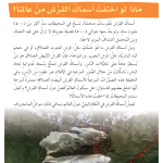 حل الدرس (2) ماذا لو اختفت أسماك القرش من عالمنا؟ – لغتي الجميلة سابع فصل ثاني